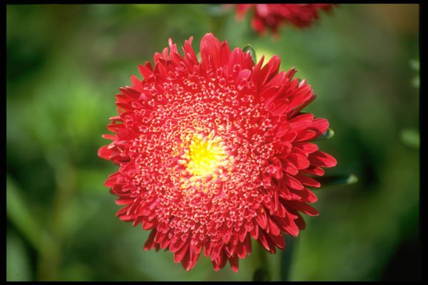 687094 Red Flower A4 Photo Print