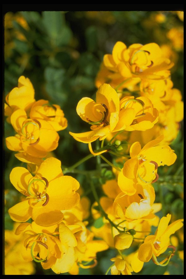 687095 Fall blooming Cassia A4 Photo Print