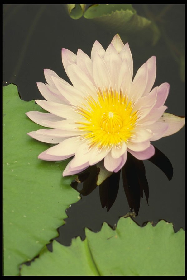 687096 White Water Lily A4 Photo Print