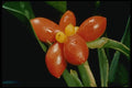 687097 Dieffenbachia A4 Photo Print