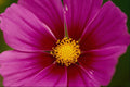 687098 Flower, Close up A4 Photo Print