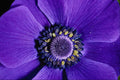 687099 Lavender Anemone, Close up A4 Photo Print