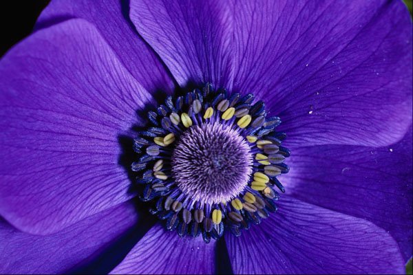 687099 Lavender Anemone, Close up A4 Photo Print