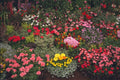 689007 Flower Exhibition, County Show, England A4 Photo Print