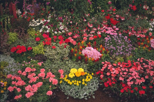 689007 Flower Exhibition, County Show, England A4 Photo Print
