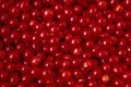 689009 Fruit And Seed, Viburnum Opulus Or Guelder Rose A4 Photo Print