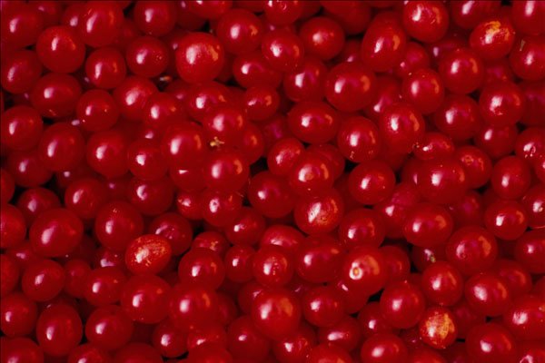 689009 Fruit And Seed, Viburnum Opulus Or Guelder Rose A4 Photo Print