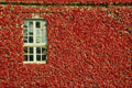 689034 Ivy On Building Wall With Single Window A4 Photo Print