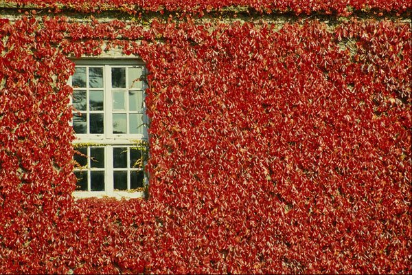 689034 Ivy On Building Wall With Single Window A4 Photo Print