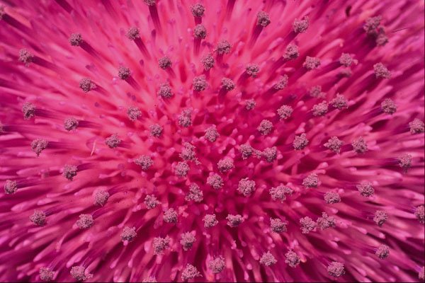 689040 Thistle Head, Macro A4 Photo Print
