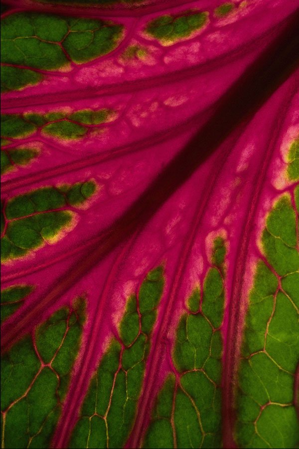 689041 Very Red And Green Leaf Pattern Of Cabbage A4 Photo Print