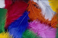 689051 Colored Feathers A4 Photo Print