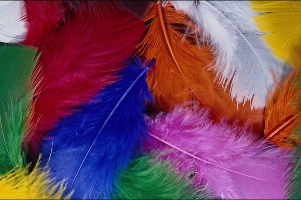 689051 Colored Feathers A4 Photo Print