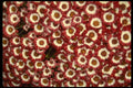 689067 Cineraria A4 Photo Print