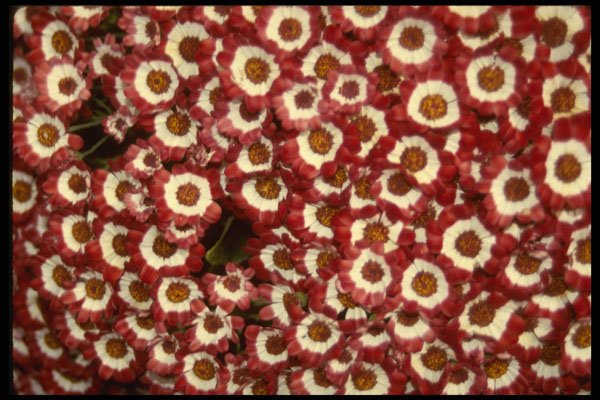 689067 Cineraria A4 Photo Print
