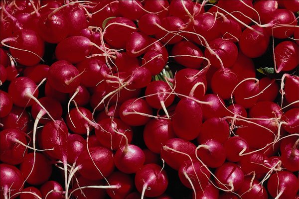 689077 Radishes A4 Photo Print