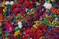 689079 Autumn Berries A4 Photo Print
