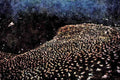 691080 Gannet Colony, Firth Of Forth, Scotland A4 Limited Edition Watercolour Print