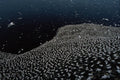 691080 Gannet Colony, Firth Of Forth, Scotland A4 Photo Print
