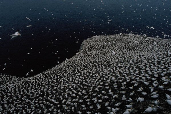 691080 Gannet Colony, Firth Of Forth, Scotland A4 Photo Print