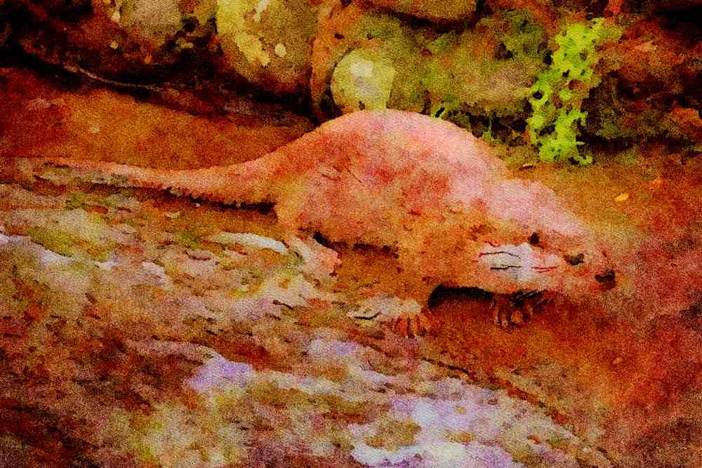 691082 Otter In Spey Valley, Highland Of Scotland A4 Limited Edition Watercolour Print
