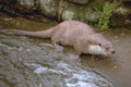 691082 Otter In Spey Valley, Highland Of Scotland A4 Photo Print