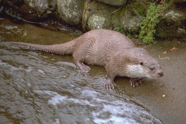 691082 Otter In Spey Valley, Highland Of Scotland A4 Photo Print