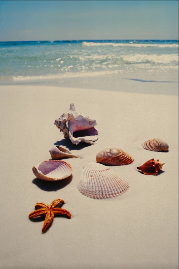 695043 Shells On Beach A4 Photo Print