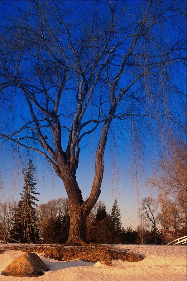 697002 Winter Scene At Mooney's Bay, Ottawa, Canada A4 Photo Print