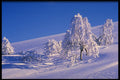 697004 Tundra Birch During Winter A4 Photo Print