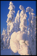 697005 Spruce Forest In Midwinter A4 Photo Print