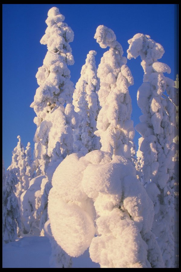 697005 Spruce Forest In Midwinter A4 Photo Print