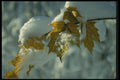 697015 Heavy With Snow A4 Photo Print
