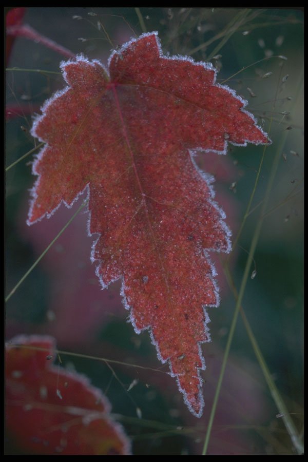 697018 Frosted Maple Leaf A4 Photo Print