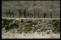 697023 Forest Near Commondale, North York Moors, Britain A4 Photo Print