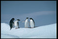 697039 Adelite Penguins, Antarctica A4 Photo Print