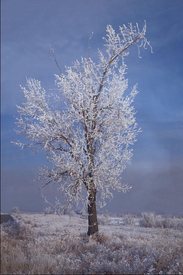 697066 Snow, Fog And Tree Covered With Rime Ice, Orem, Utah A4 Photo Print