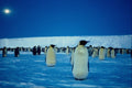 697069 Emperor Penguins By Moonlight, Antarctica A4 Photo Print