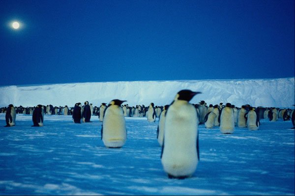 697069 Emperor Penguins By Moonlight, Antarctica A4 Photo Print