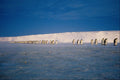697073 Emperor Penguins By Moonlight, Antarctica A4 Photo Print