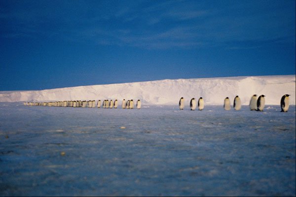 697073 Emperor Penguins By Moonlight, Antarctica A4 Photo Print