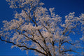 697076 Frost covered Branches, England A4 Photo Print