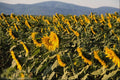 698010 Sunflowers, Tuscany, Italy A4 Photo Print