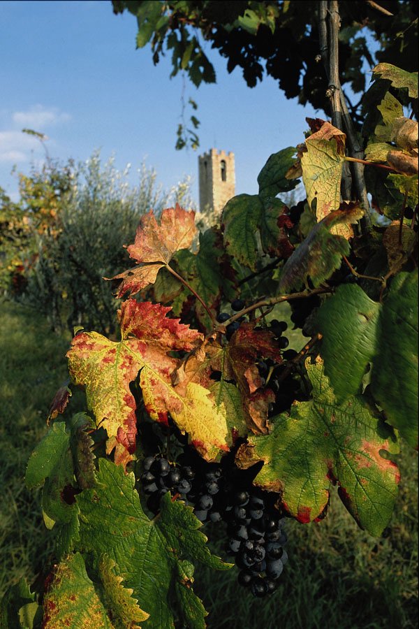 698090 Grapevine, Tuscany, Italy A4 Photo Print