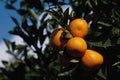 699001 Oranges Growing In Puerto Pollensa, Mallorca, Spain A4 Photo Print