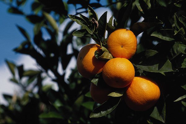 699001 Oranges Growing In Puerto Pollensa, Mallorca, Spain A4 Photo Print