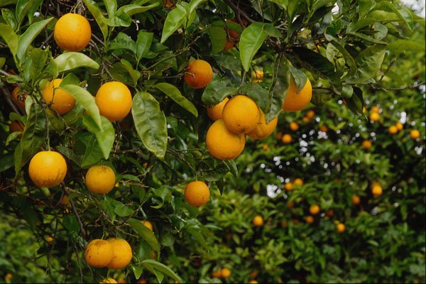 699006 Orange Tree A4 Photo Print