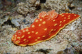 699008 Nudibranch (shell less Mollusk) From Cebu, Philippines A4 Photo Print
