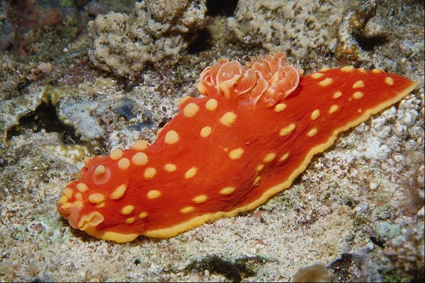 699008 Nudibranch (shell less Mollusk) From Cebu, Philippines A4 Photo Print
