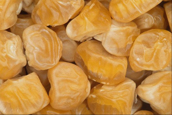 699017 Sweet Corn Seeds A4 Photo Print